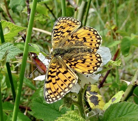 small pearl-bordered fritillary